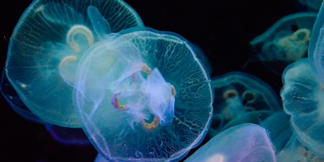 布里斯班进悉尼出,东航经济舱机票+1年澳大利