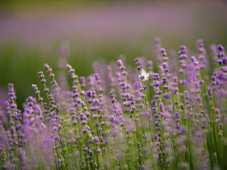 小蚂蚁薰衣草儿童农庄