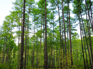 莫尔道嘎国家森林公园