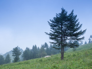 平山