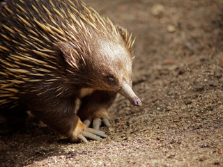 墨尔本皇家动物园