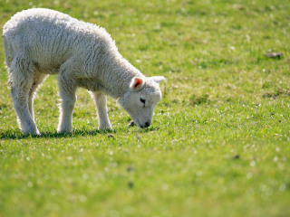 希尔斯维尔野生动物保护区