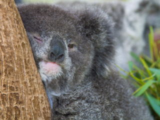 凯恩斯野生动物聚栖地