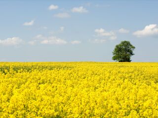 南川北固油菜花基地