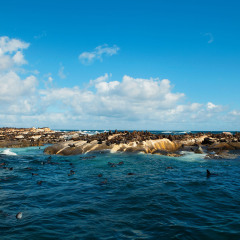 海豹岛
