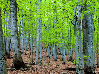 穆尔森林国家公园