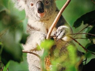 龙柏考拉保护区