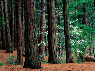 穆尔森林国家公园