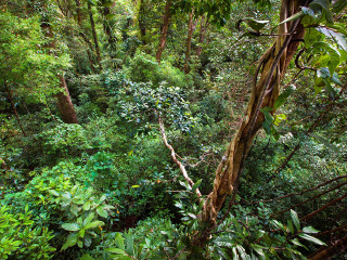 西双版纳雨林谷