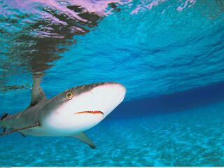 太平洋海底世界