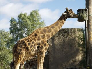 墨尔本皇家动物园