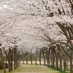 圆山公园