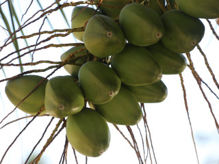 黄金海岸热带水果世界