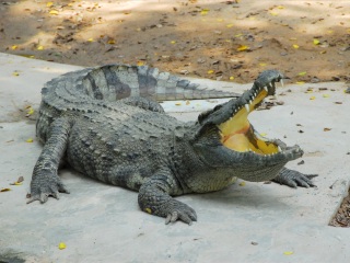 三攀大象鳄鱼表演园