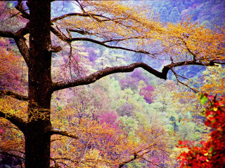杭州临安天目山（西天目山）