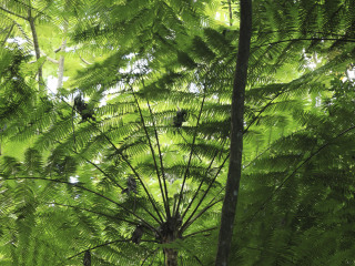 西双版纳雨林谷