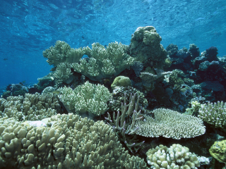 珊瑚花园