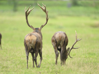 青岛森林野生动物世界