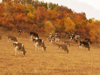 御道口草原森林