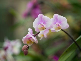 重庆兰花科技园