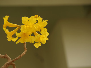 西双版纳热带植物园