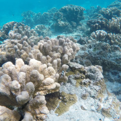 海洋生态岛