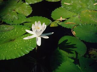 呼兰河口湿地风景区