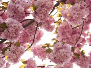 天适樱花悠乐园