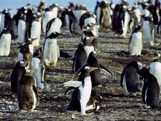 菲力普企鹅自然保护区