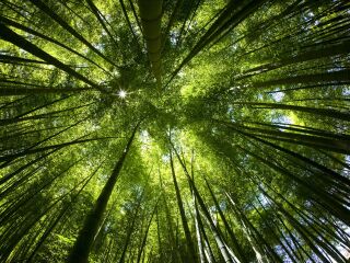 白鹤观竹海旅游度假区