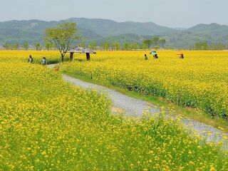 南川北固油菜花基地