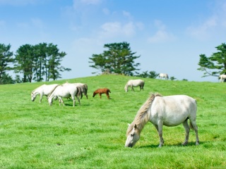 明道庵观光休养牧场