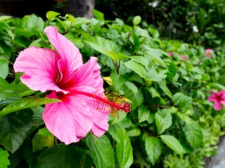 波利尼西亚文化村