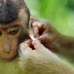 海南热带野生动植物园 景点模块
