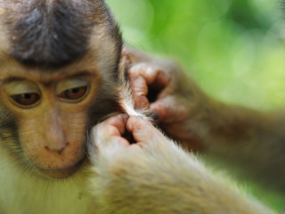 海南热带野生动植物园