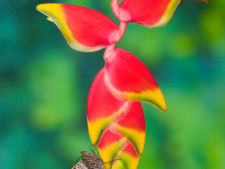 昆明世界蝴蝶生态园