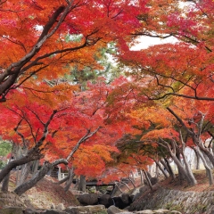 奈良县