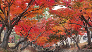 2012去日本旅游线路 日本本州6天经典之旅