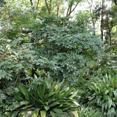 武汉植物园