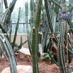武汉植物园