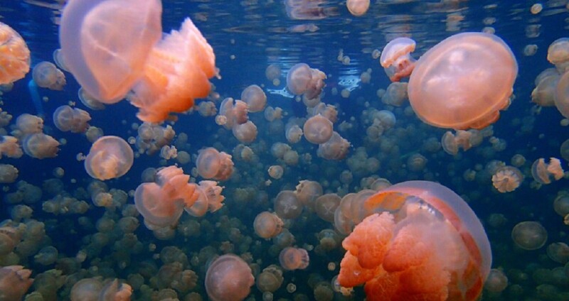 深蓝悠游帕劳水母湖