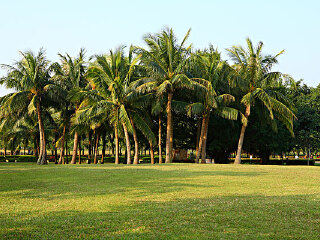 西海岸带状公园