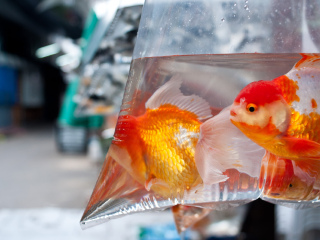 乍都乍周末市场