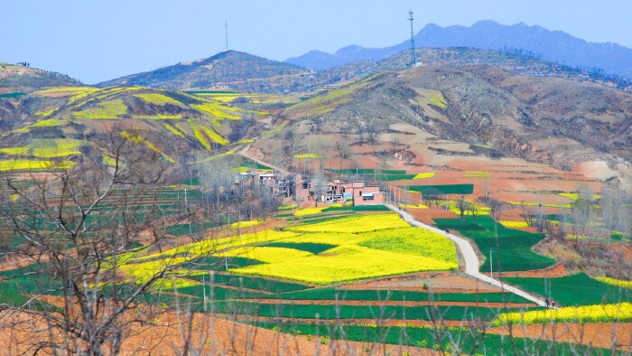 探春# 猫猫游河南 洛阳嵩县大坪乡 漫步油菜花香中