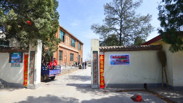 探春# 猫猫游河南 洛阳嵩县大坪乡 漫步油菜花香中