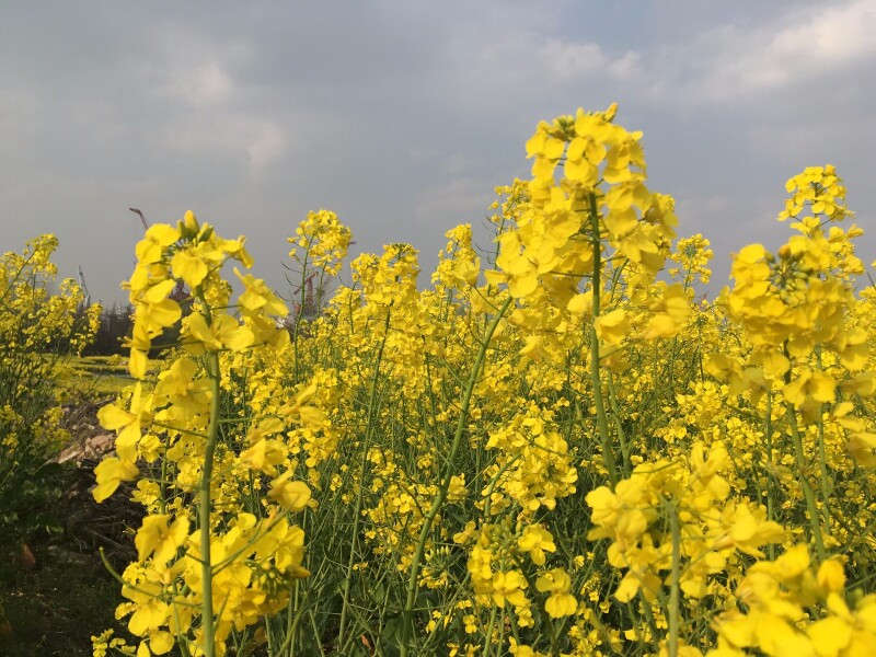 误打误撞与江阴城区最美油菜花田喜相逢