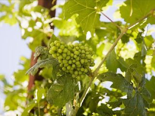 东坝野生葡萄田园