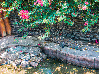 北榄鳄鱼湖动物园