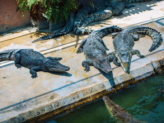 北榄鳄鱼湖动物园
