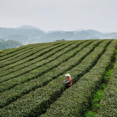 363_贵阳_贵阳茶叶